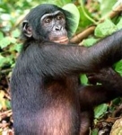 200px-Bonobo.jpg